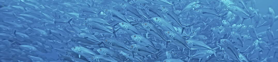 many Caranx underwater / large fish flock, underwater world, ocean ecological system