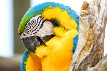 Macro photography of the beautiful head of a blue and yellow macaw grooming his feather with his bill. Captured in a forest near the Caribbean coast of Cartagena, Colombia.