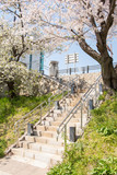 Fototapeta Desenie - Cherry blossom in Japan.