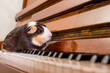 Funny guinea pig in hat on piano