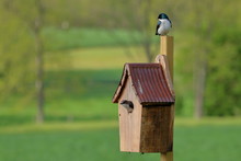 A Pair Of Tree Swallows At Their Nest Box.