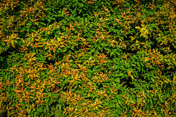 Wall Mural - abstract background of leaves. colorful texture from natural pattern
