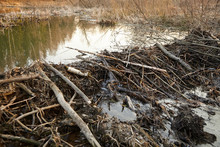 Beaver Dam From Branches, Logs And Mud. Beaver Impoundment On Forest River