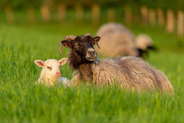 A lamb and a sheep in the grass