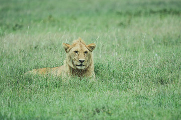 Lion in Serengeti national park in Tanzania