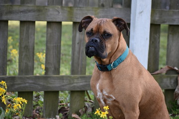 Wall Mural - brown dog spring portrait in front of a wooden fence and wild flowers