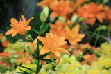 Fototapeta Tulipany - Close up lily orange color flower in garden. 