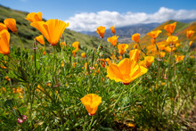 Beautiful Poppies Opening Up During The Super Bloom In Southern California In Walker Canyon