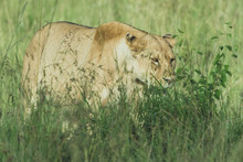 Lion In Serengeti
