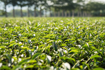 Canvas Print - green tea farm