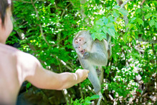 Monkey Crackers 14 Free Stock Photo - Public Domain Pictures