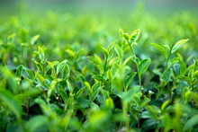 Green Tea Bushes