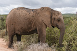 Fototapeta Sawanna - Large African elephant in African savannah
