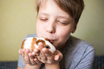 Closeup portrait of cute happy white child holding small baby guinea pig in hands at home and kissing it. Horizontal color photography.