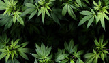 Fototapeta  - Cannabis Sativa Leaves On Dark - Medical Legal Marijuana