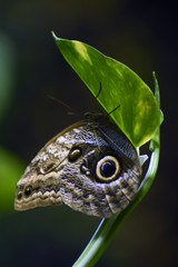 Big tropical butterfly, color photo