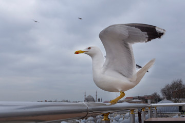 sea gull standing on his feet. seagull .