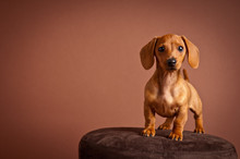 Adorable Miniature Dachshund Puppy - Dog Portrait