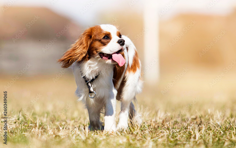 Cavalier King Charles Spaniel dog on the grass - obrazy, fototapety, plakaty 