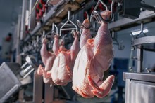 Chicken Carcasses Of Meat Suspended On A Production Tape At A Meat Processing Plant Close-up