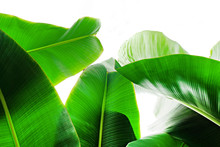 Group Of Big Green Banana Leaves Of Exotic Palm Tree In Sunshine On White Background. Tropical Plant Foliage With Visible Texture. Pollution Free Symbol. Close Up, Copy Space.