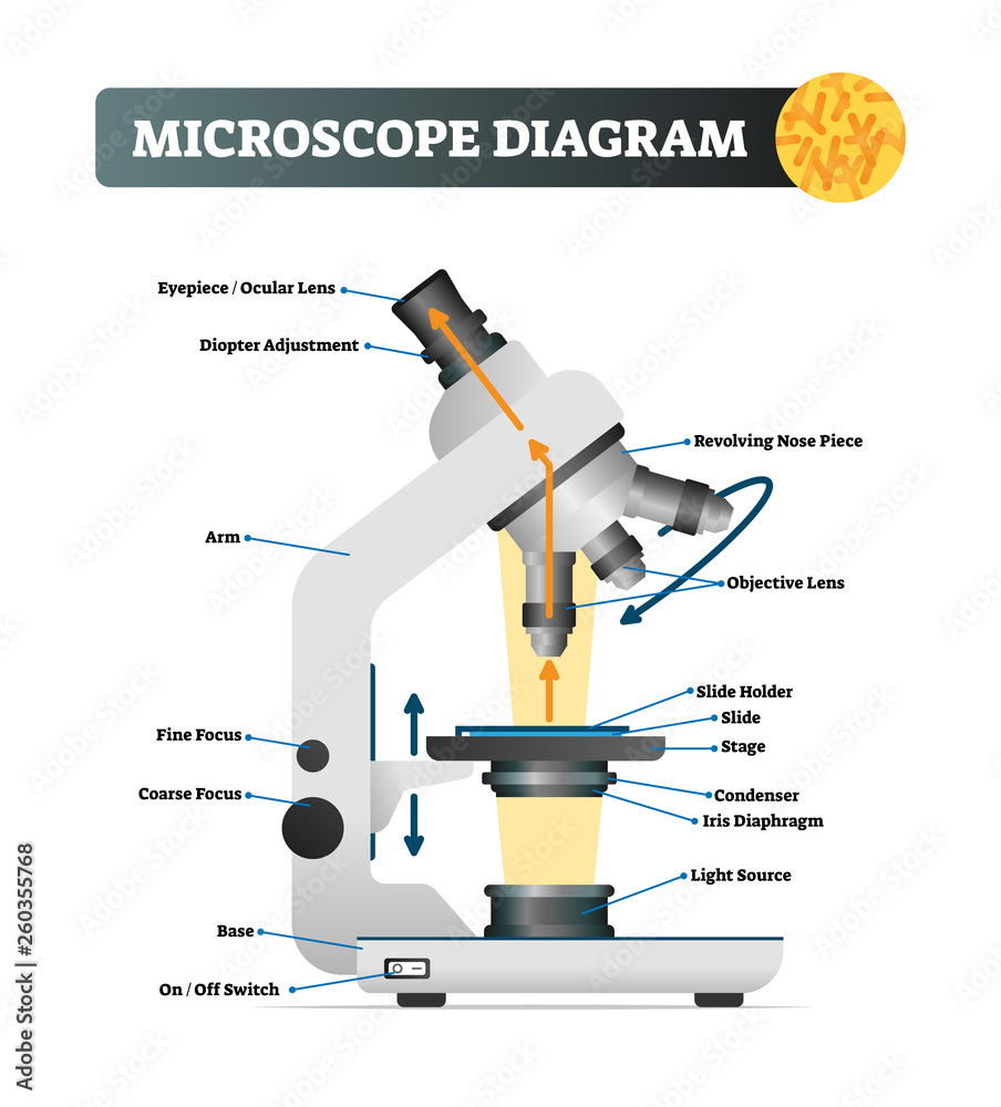 Fototapete Microscope Diagram Vector Illustration Labeled Zoom Instrument  Structure
