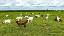 Boer Goats In The Pasture. 