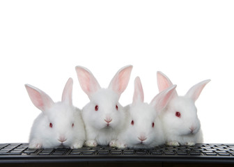 Wall Mural - Four adorable white albino baby bunnies perched on a computer keyboard Isolated on white. All looking at viewer, or monitor screen direction. Technology concept