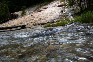 stream in the forest