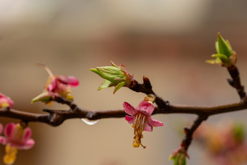 Apricot inflorescences, fruit ovary. Spring changes in plant life. After the rain.