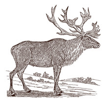 Endangered Male Boreal Woodland Caribou,  Reindeer Rangifer Tarandus, Standing In Landscape, After Vintage Engraving From 19th Century