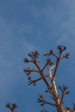 Bosque Del Apache New Mexico, Low View Looking Up At Agave Century Plant Dead Bloom Stalk, Vertical Aspect