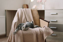 Home Pet Cute Cat Lying On Armchair At Home. Cute Scottish Straight Grey Tabby Cat  Portrait. 