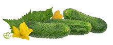 Cucumber With Flower Isolated On A White Background