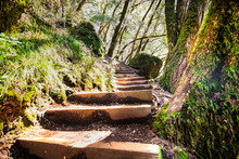 Wooden Steps Going Up Through A Green Forest In Marin County, North San Francisco Bay Area, California
