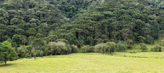 Poster - Paisagem com pasto e colina