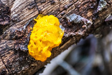 Witches' Butter (Tremella Mesenterica) Growing On A Tree Trunk In The Forests Of Marin County, North San Francisco Bay Area, California