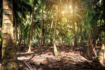 Wall Mural - Coconut palm trees in jungle forest