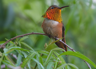 Wall Mural - Allen's hummingbird perched.