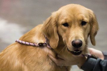 Sticker - Golden Retriever Dog 