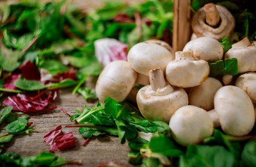 Wall Mural - Basket salad with mushrooms, on rusty old background