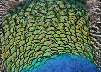  Colorful Indian Peaock back feathers.