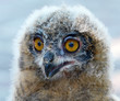Baby Pharaoh Eagle Owl [Savigny's Eagle Owl]