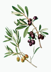 olive tree branch