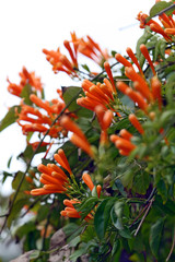 Orange Flowers 2