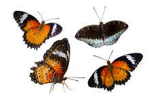 Collection Butterfly Spots Orange Yellow White Background Isolate