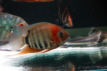Canvas Print - Red Shoulder Severum (Heros efasciatus) beautiful ornamental fish from Amazon