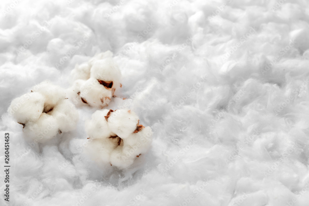 Cotton flowers on light background