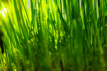 fresh green grass natural background