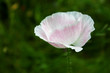 white-pink flower